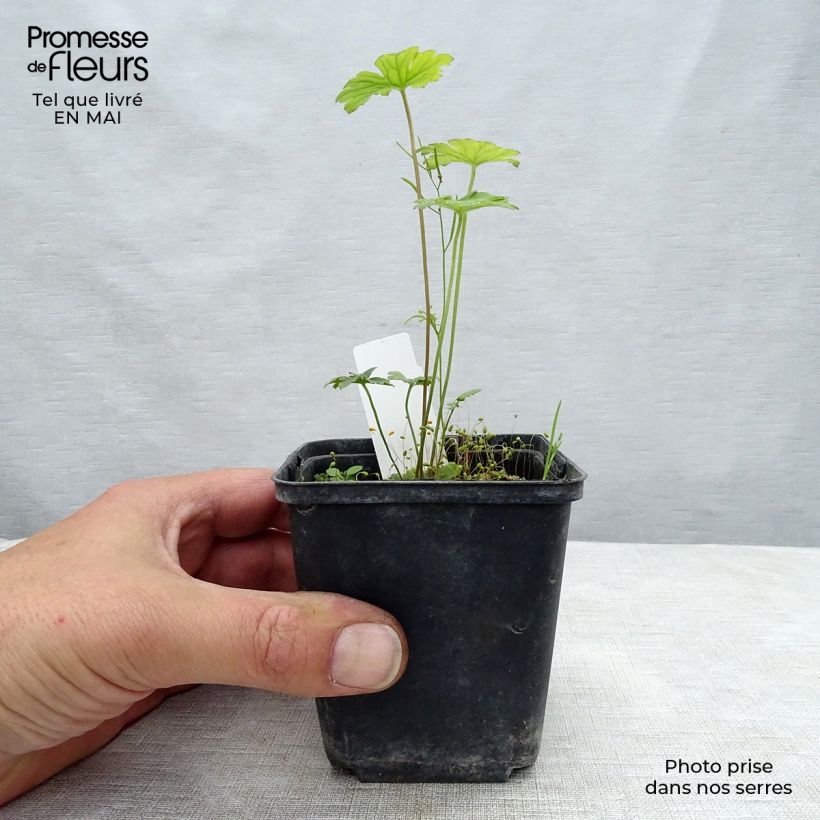 Geranium Lea Vasetto da 8/9 cm esemplare consegnato in primavera