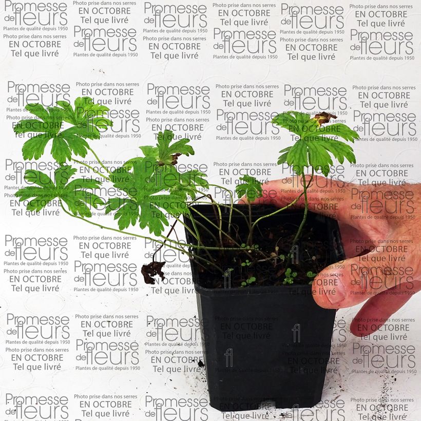 Esempio di esemplare Geranium Melinda Vasetto da 8/9 cm come consegnato