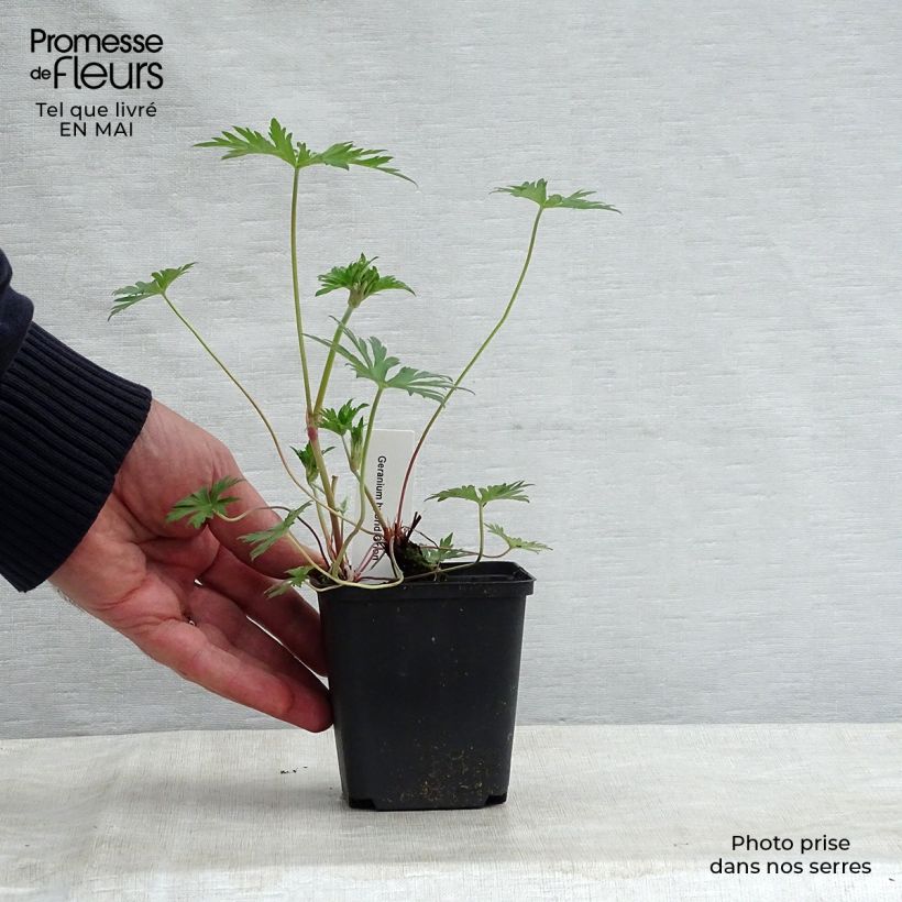 Example of Geranium Orion Vasetto da 8/9 cm as you get in printemps