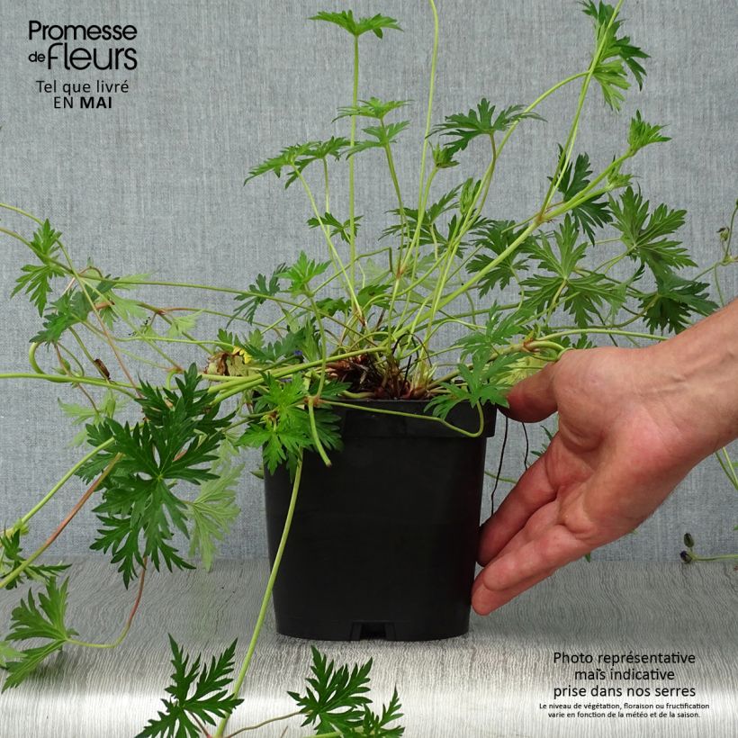 Example of Geranium Orion Vaso da 2L/3L as you get in printemps