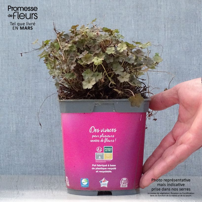 Geranium oxonianum Orkney Cherry Vaso da 1,5L/2L esemplare consegnato in primavera