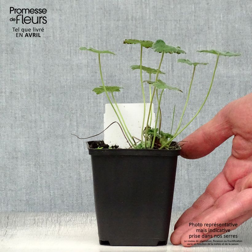 Geranium renardii Philippe Vapelle Vasetto da 8/9 cm esemplare consegnato in primavera