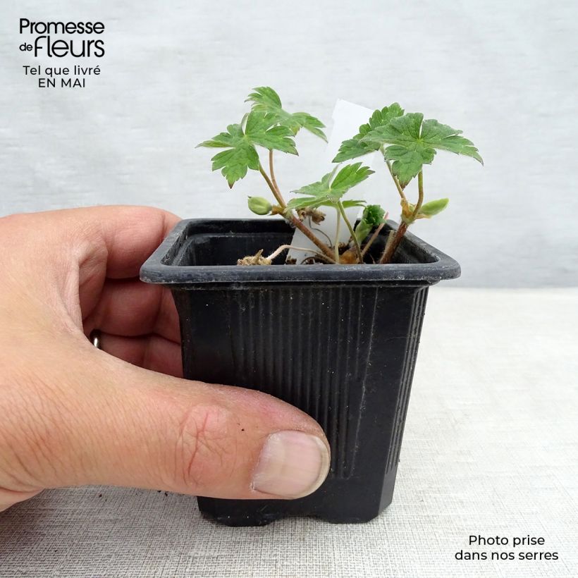 Example of Geranium Pink Penny Vasetto da 8/9 cm as you get in printemps