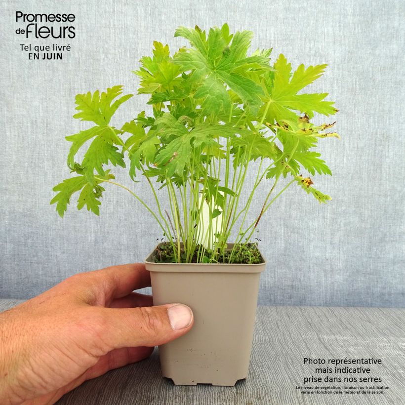 Example of Geranium sylvaticum Prelude - Geranio silvano Vasetto da 8/9 cm as you get in printemps