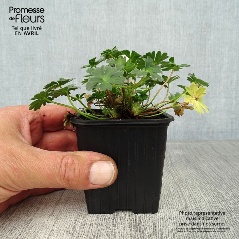 Geranium cinereum Rothbury Gem Vasetto da 8/9 cm esemplare consegnato in primavera