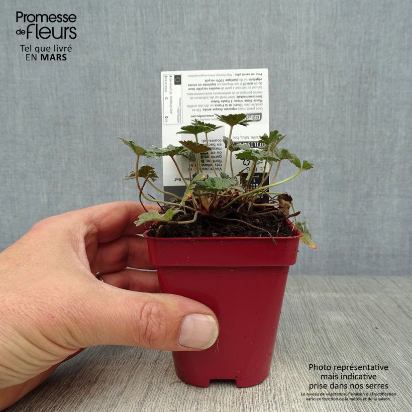 Example of Geranium Rothbury Red Vasetto da 8/9 cm as you get in printemps