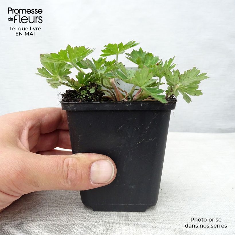 Example of Geranium Rozanne Vasetto da 8/9 cm as you get in printemps
