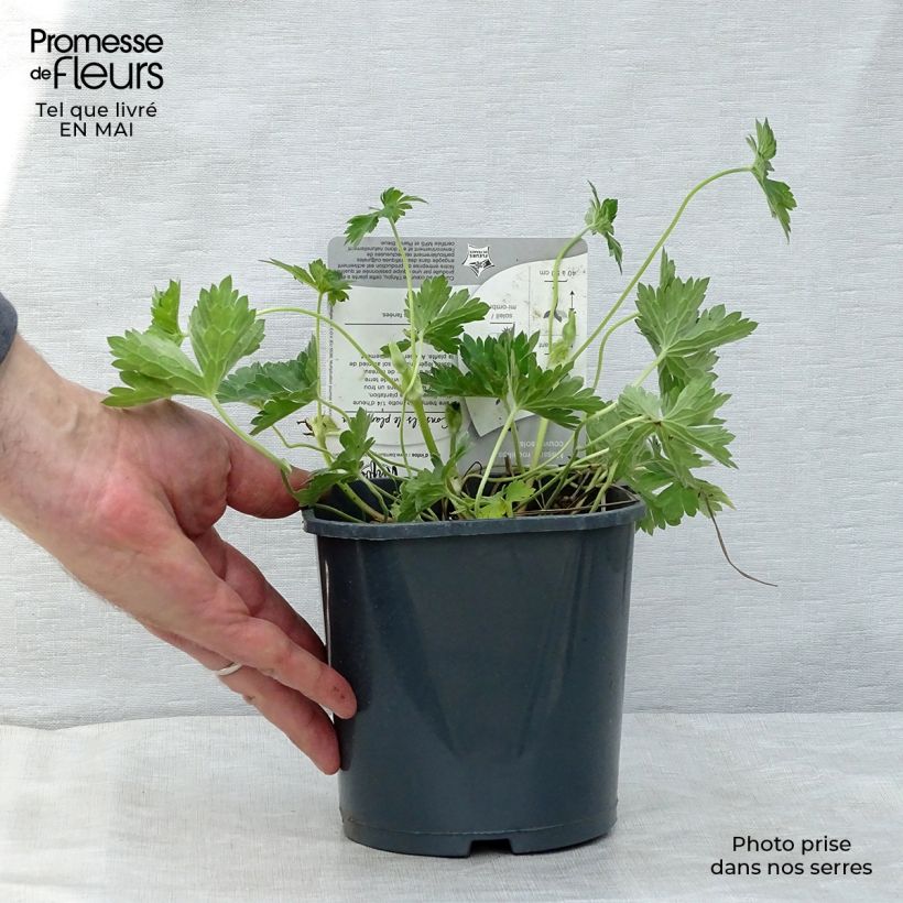 Example of Geranium Rozanne Vaso da 2L/3L as you get in printemps