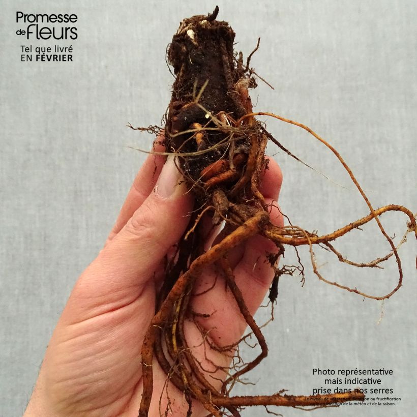 Geranium Sandrine Piante piccole a radice nuda esemplare consegnato in inverno