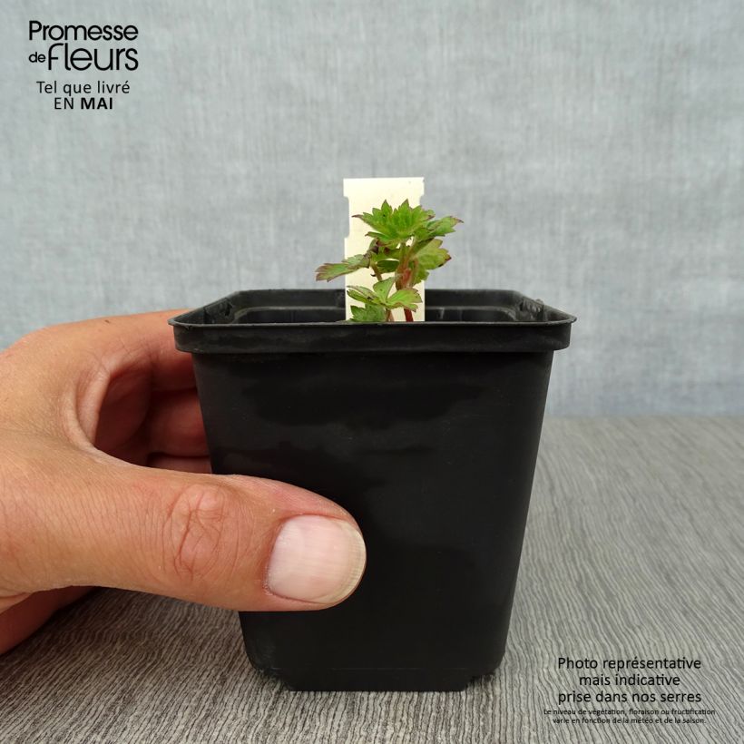 Example of Geranium Silvias Surprise Vasetto da 8/9 cm as you get in printemps