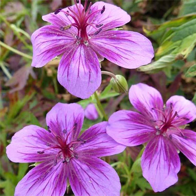 Geranium soboliferum Starman (Flowering)