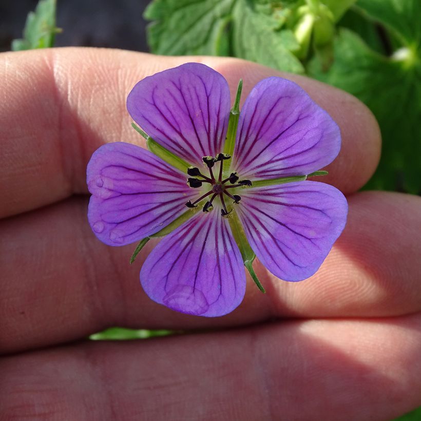 Geranium Sweet Heidi (Fioritura)