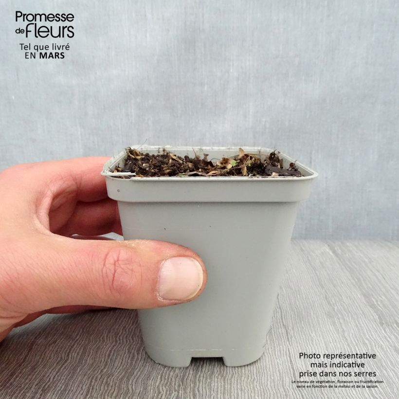 Geranium Sweet Heidi Vasetto da 8/9 cm esemplare consegnato in primavera