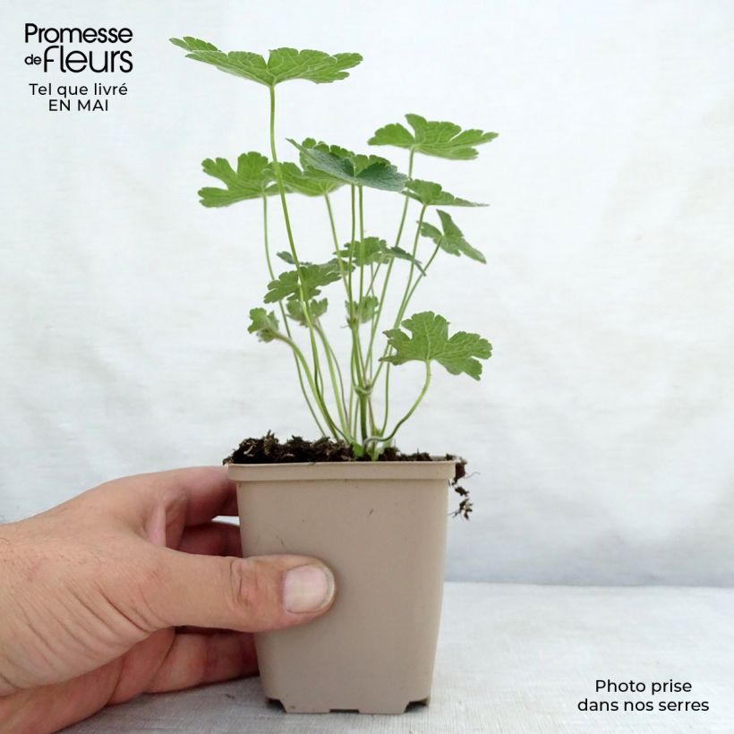 Geranium Terre Franche Vasetto da 8/9 cm esemplare consegnato in primavera