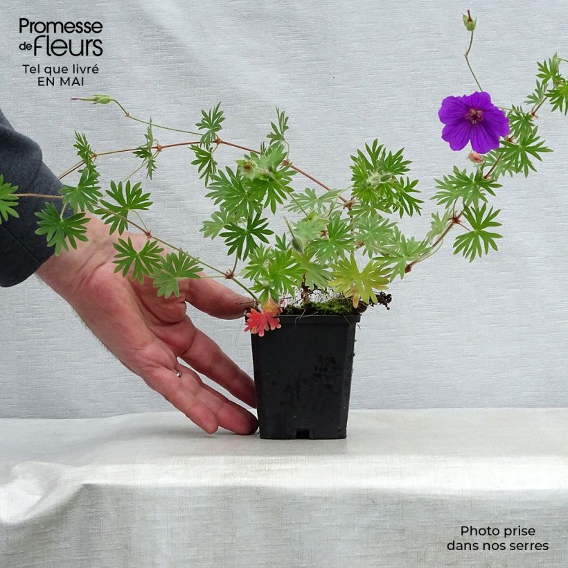 Example of Geranium Tiny Monster Vasetto da 8/9 cm as you get in printemps