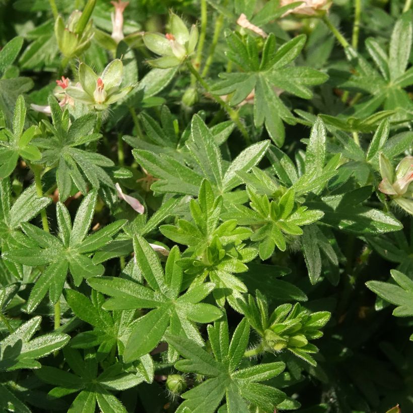 Geranium sanguineum Frivolius Pink - Geranio sanguigno (Fogliame)