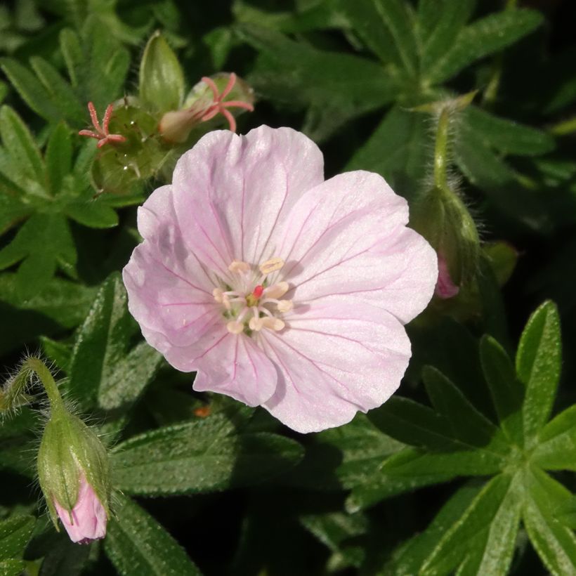 Geranium sanguineum Frivolius Pink - Geranio sanguigno (Fioritura)