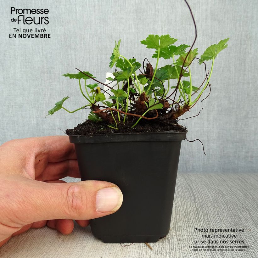 Esemplare di Geranium cantabrigiense Biokovo Vasetto da 8/9 cm come consegnato in autunno