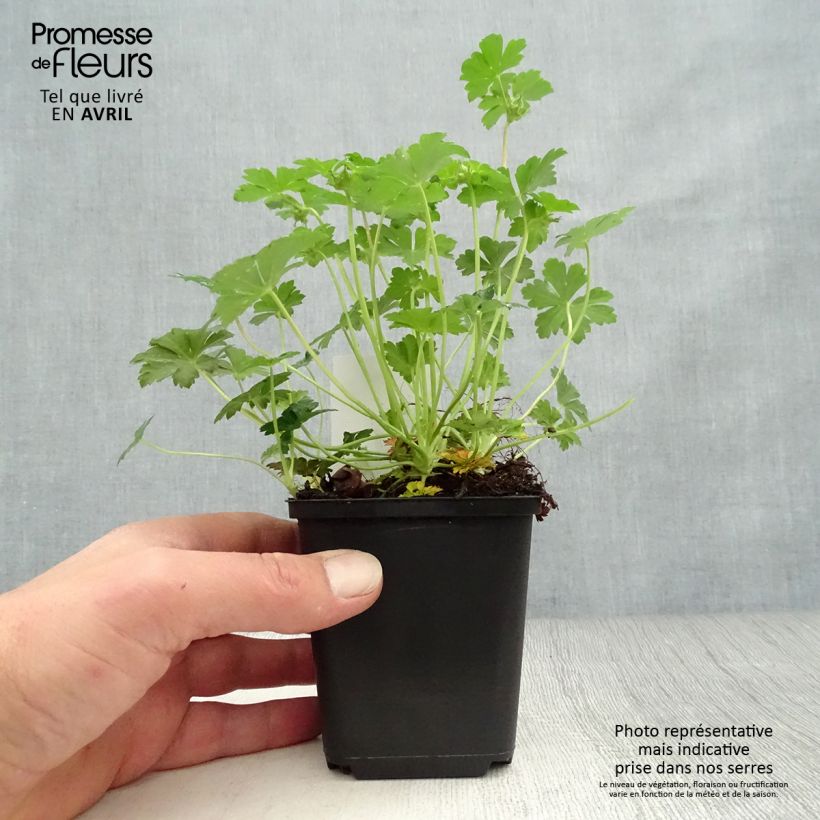 Geranium cantabrigiense Biokovo Vasetto da 8/9 cm esemplare consegnato in primavera