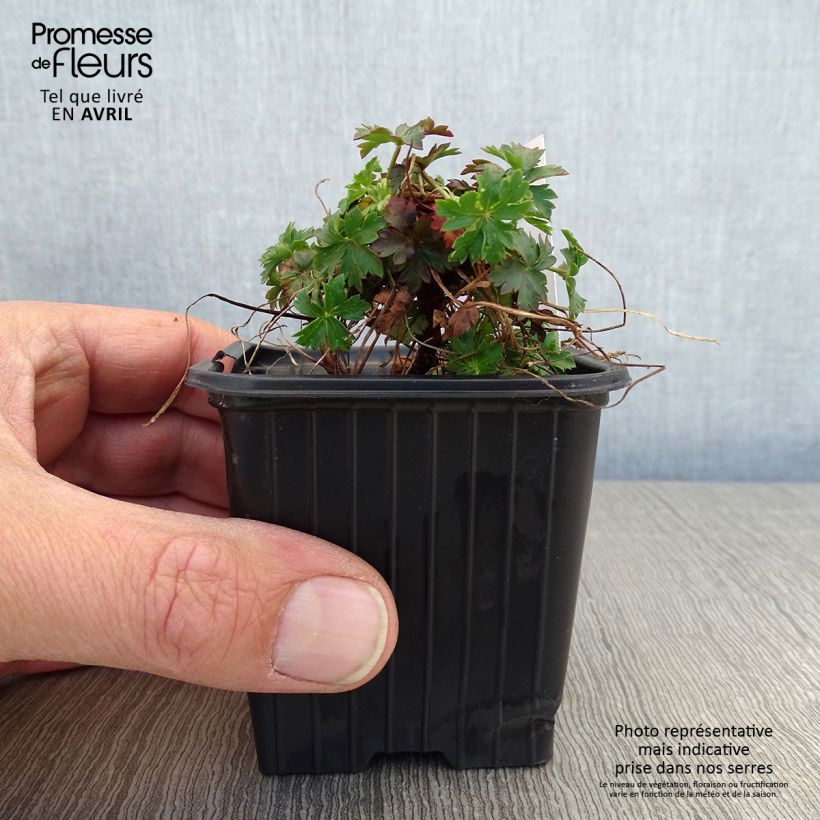 Example of Geranium cantabrigiense Intense Vasetto da 8/9 cm as you get in printemps