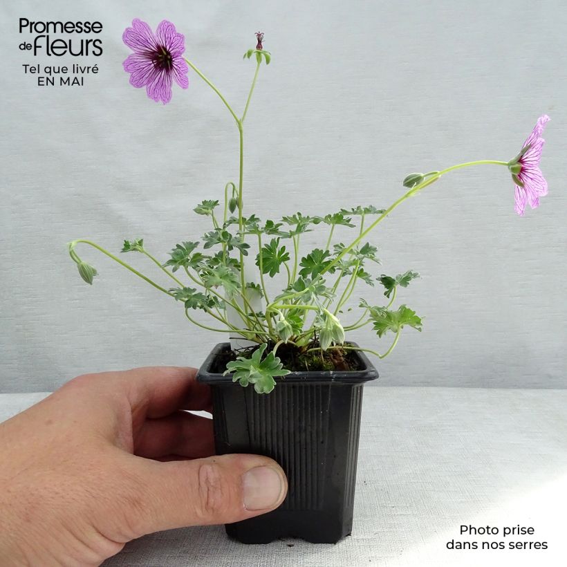 Example of Geranium cinereum Ballerina Vasetto da 8/9 cm as you get in printemps