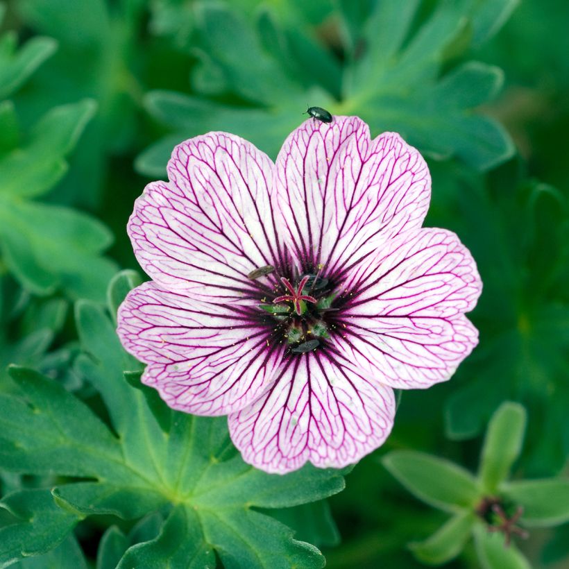 Geranium cinereum Ballerina (Flowering)