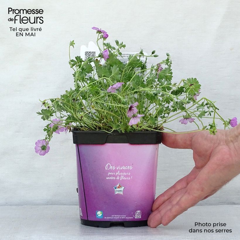 Example of Geranium cinereum Ballerina Vaso da 2L/3L as you get in printemps