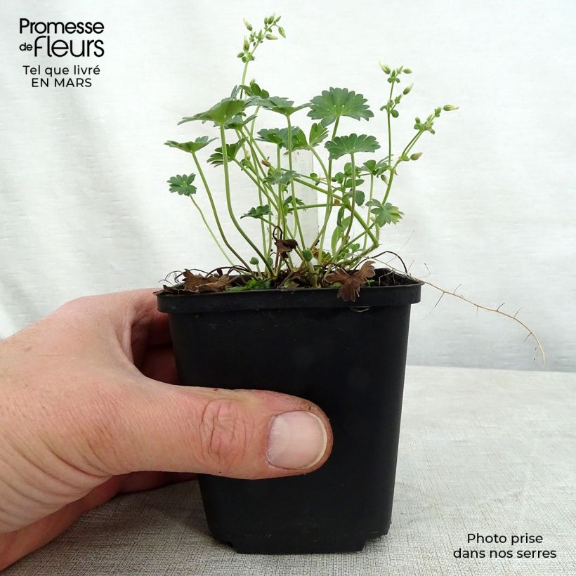 Geranium cinereum Jolly Jewel Red Improved Vasetto da 8/9 cm esemplare consegnato in primavera