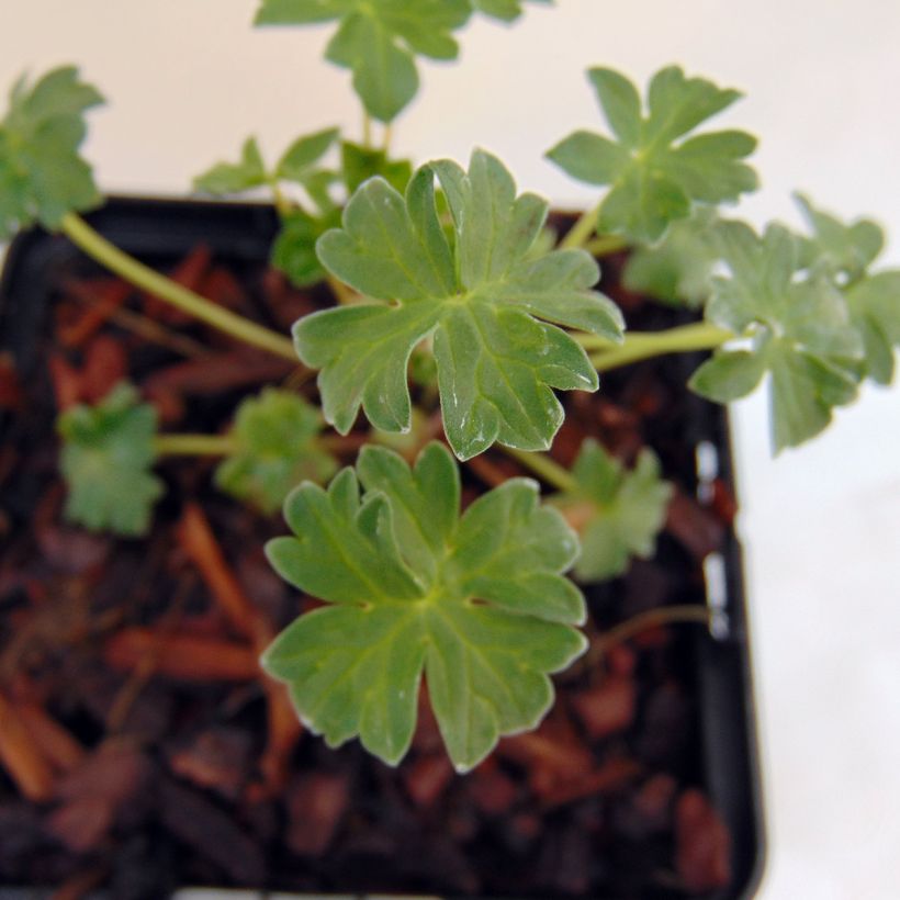 Geranium cinereum Jolly Jewel Salmon (Fogliame)