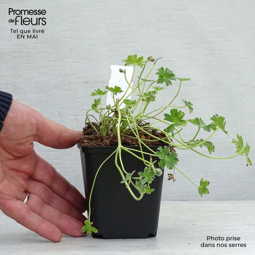 Example of Geranium cinereum Jolly Jewel Violet Vasetto da 8/9 cm as you get in printemps