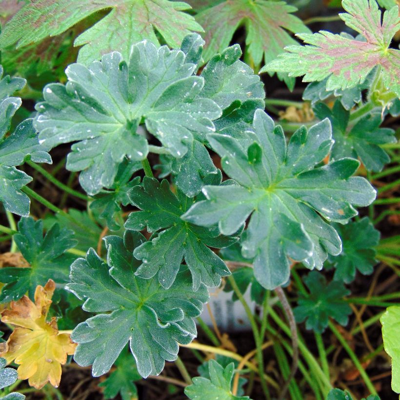 Geranium cinereum Laurence Flatman (Fogliame)