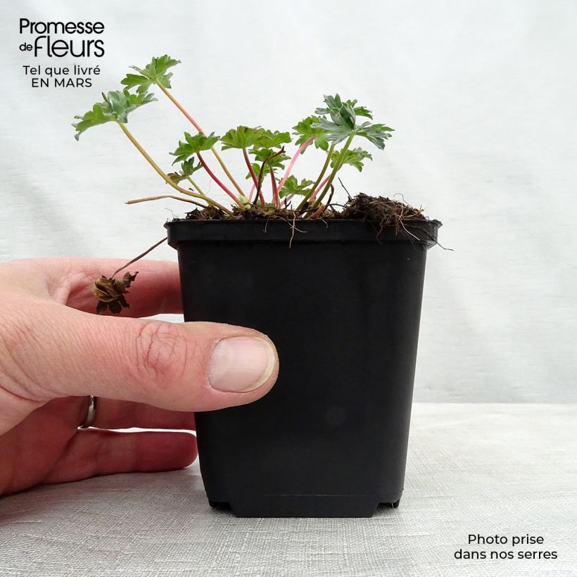 Geranium cinereum Laurence Flatman Vasetto da 8/9 cm esemplare consegnato in primavera