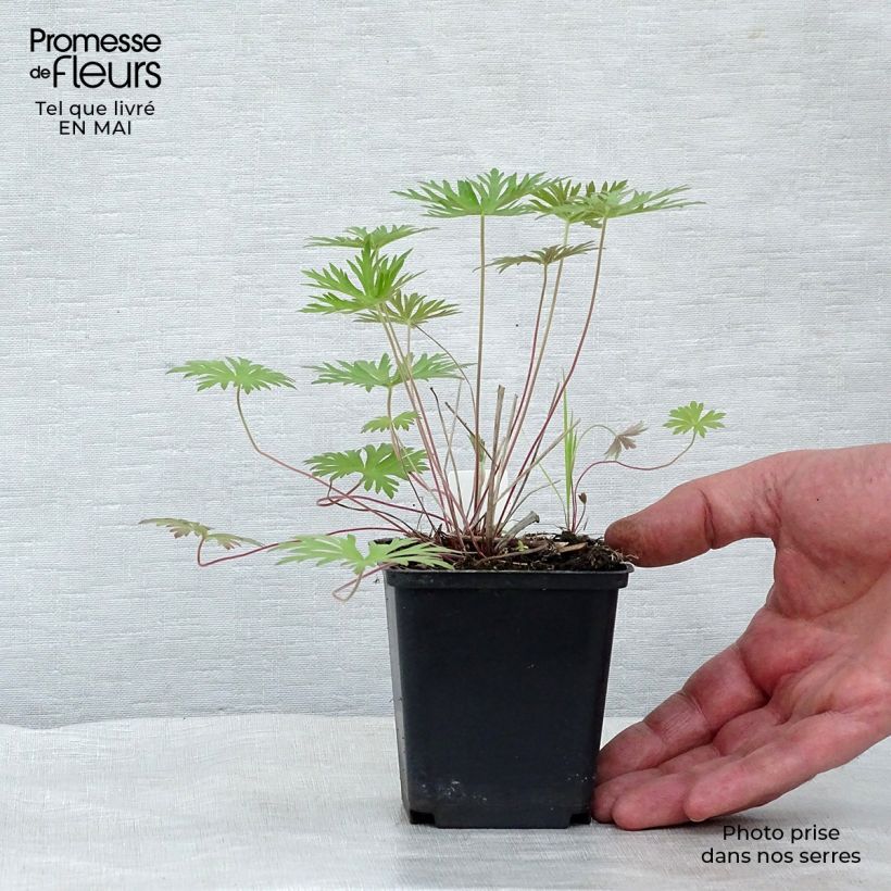 Example of Geranium clarkei Kashmir Blue Vasetto da 8/9 cm as you get in printemps