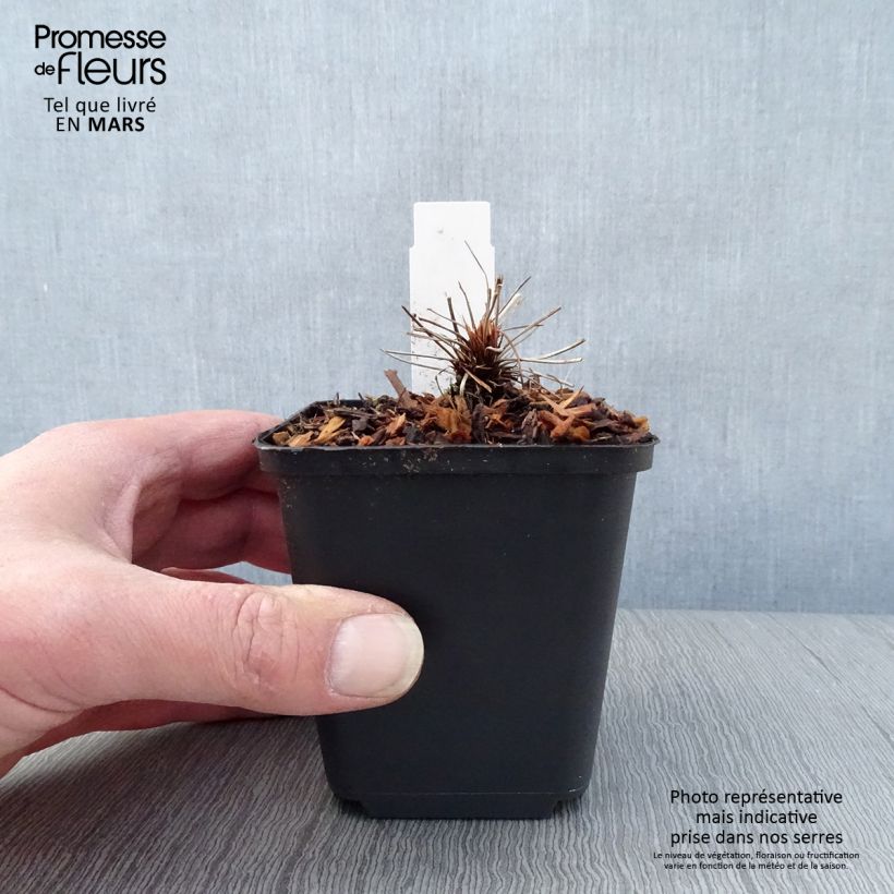 Geranium clarkei Kashmir Pink Vasetto da 8/9 cm esemplare consegnato in primavera