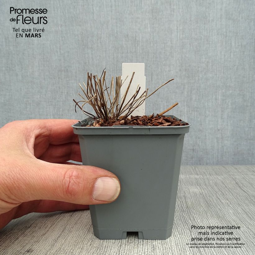 Geranium clarkei Kashmir White Vasetto da 8/9 cm esemplare consegnato in primavera