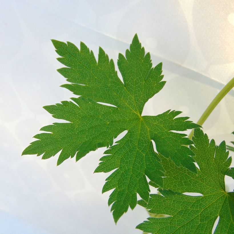 Geranium endressii (Foliage)
