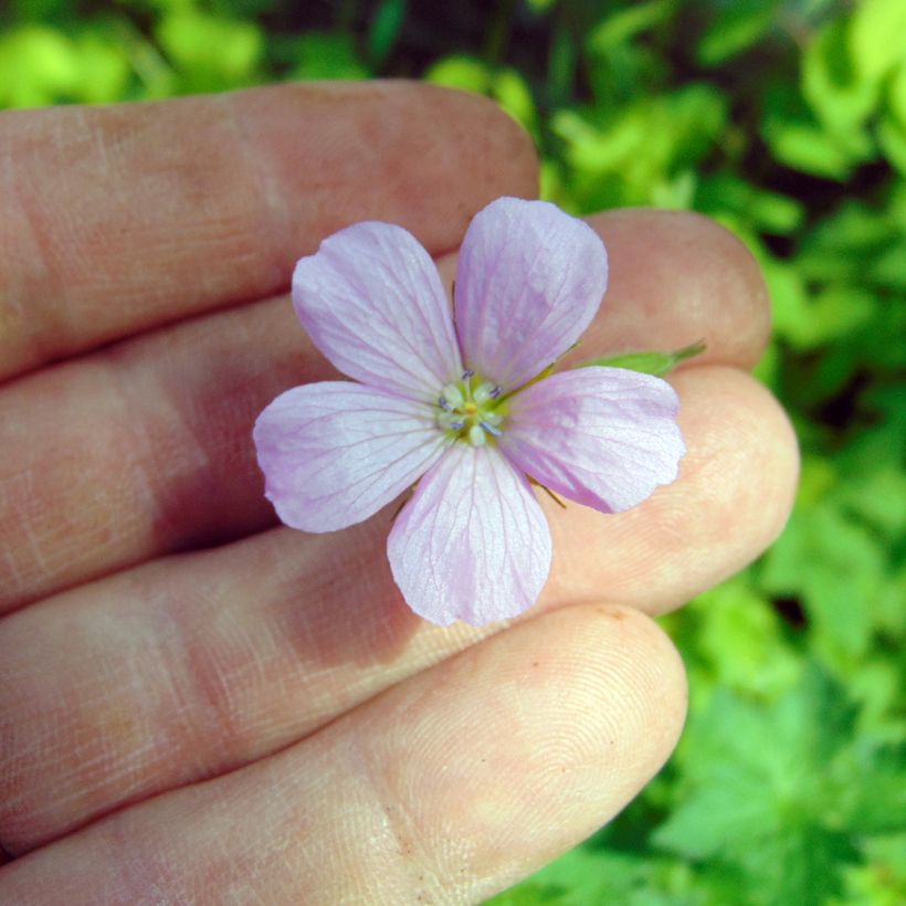 Geranium endressii (Flowering)