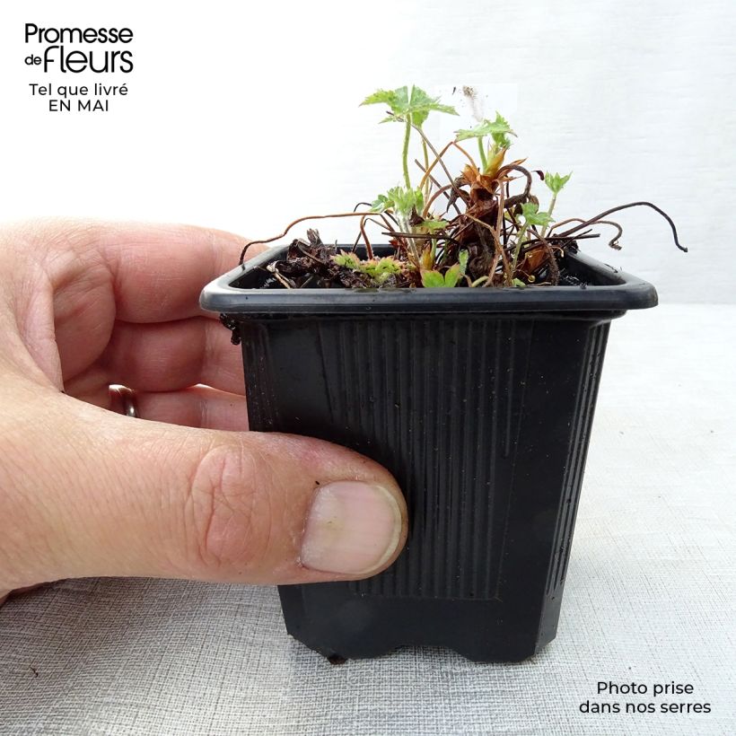 Example of Geranium endressii Vasetto da 8/9 cm as you get in printemps