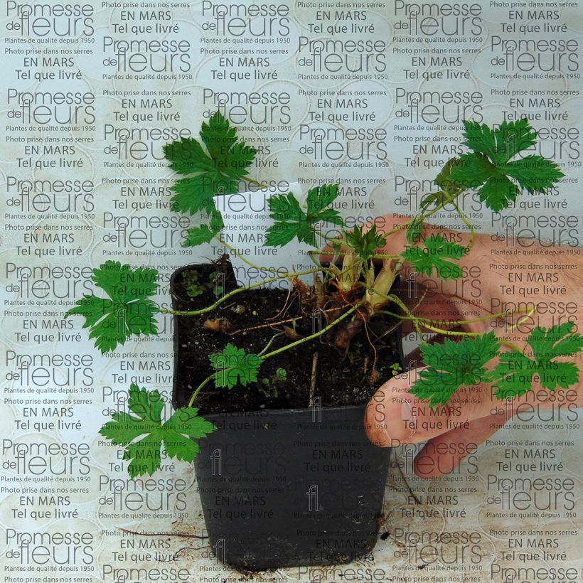 Example of Geranium endressii Beholder's Eye Vasetto da 8/9 cm as you get