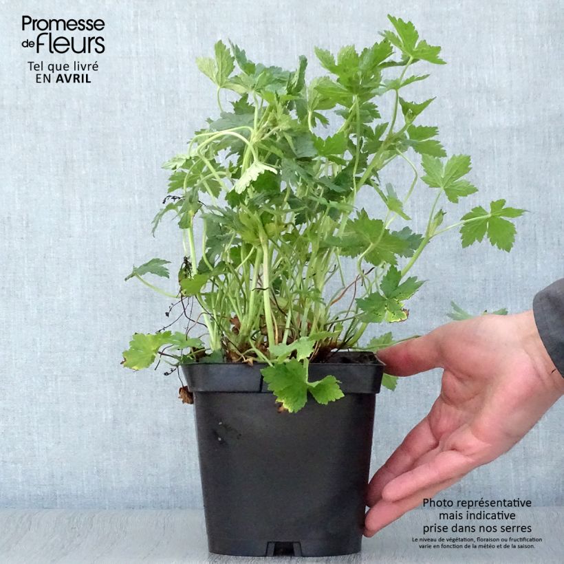 Example of Geranium endressii Vaso da 2L/3L as you get in printemps