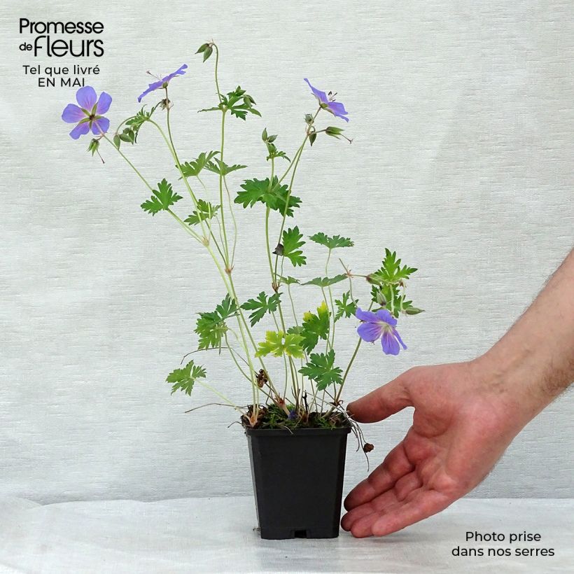 Example of Geranium himalayense Vasetto da 8/9 cm as you get in printemps