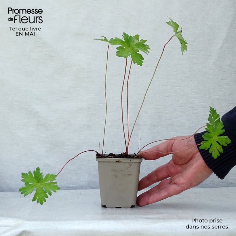Geranium himalayense Derrick Cook Vasetto da 8/9 cm esemplare consegnato in primavera