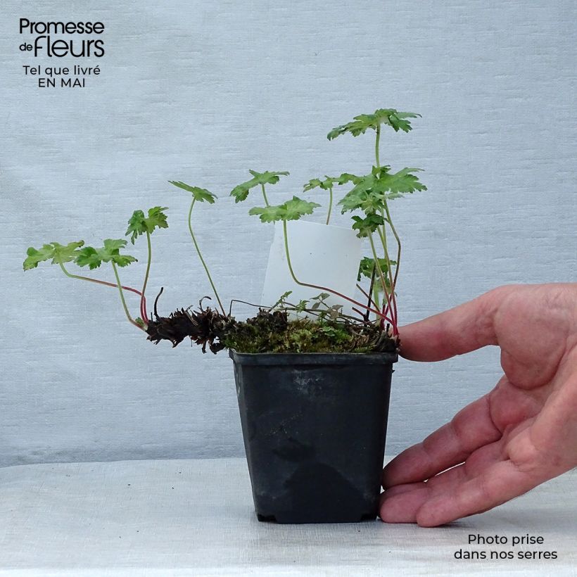 Geranium ibericum Vasetto da 8/9 cm esemplare consegnato in primavera