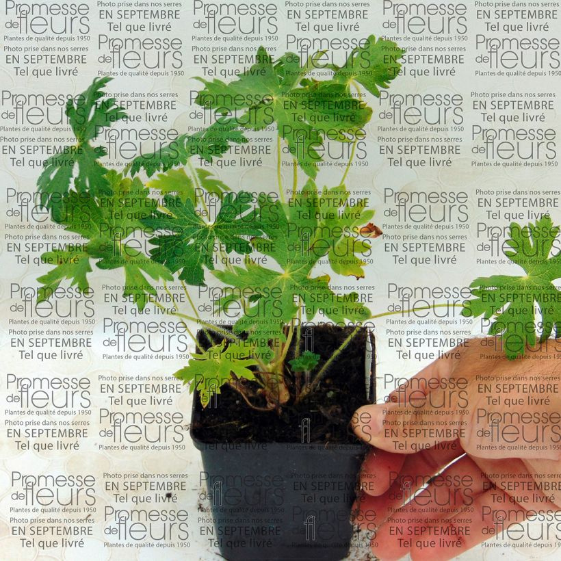 Esempio di esemplare Geranium ibericum subsp. Jubatum White Zigana Vasetto da 8/9 cm come consegnato