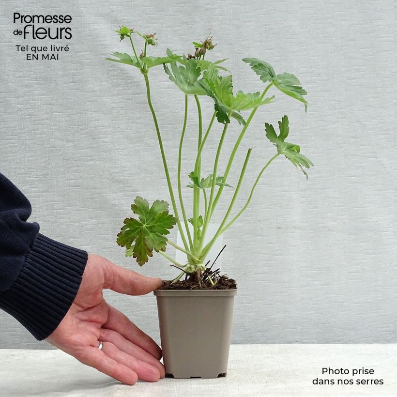 Geranium macrorrhizum Vasetto da 8/9 cm esemplare consegnato in primavera