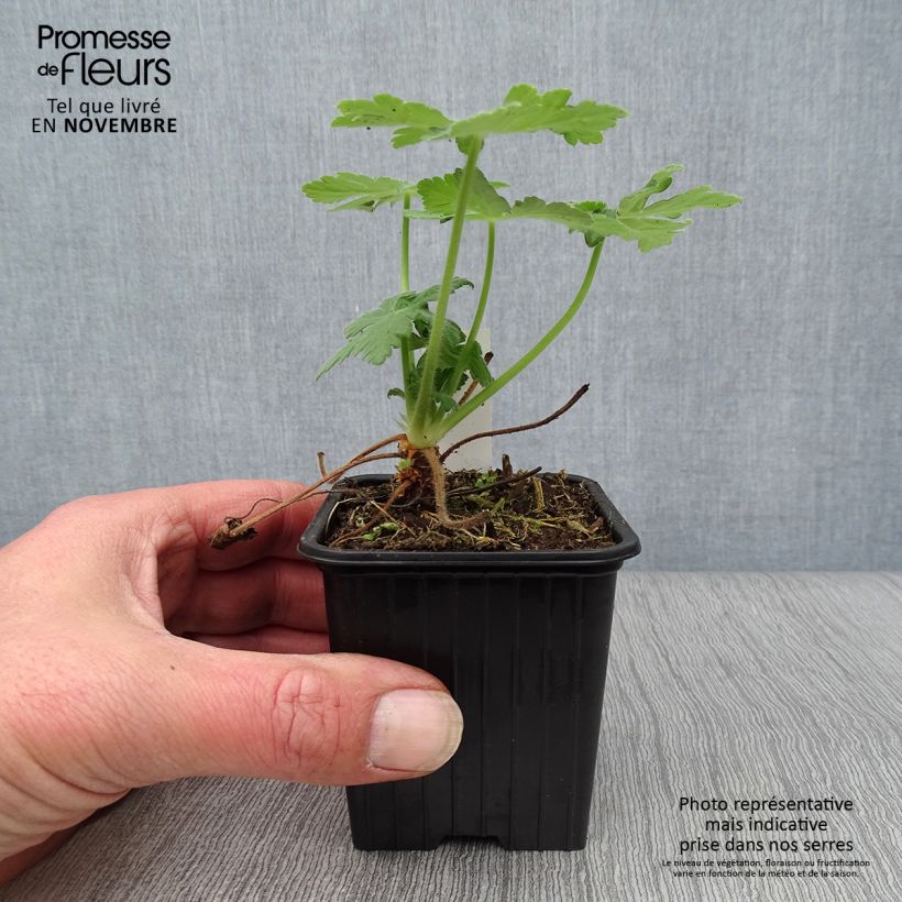 Esemplare di Geranium macrorrhizum Bevan's Variety Vasetto da 8/9 cm come consegnato in autunno