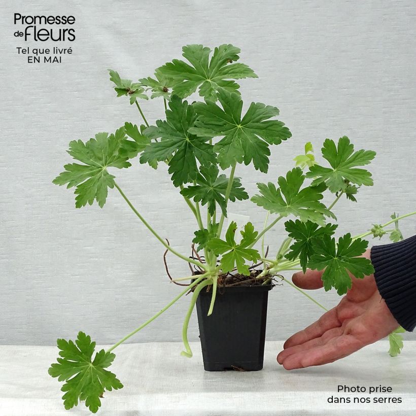 Example of Geranium macrorrhizum Czakor Vasetto da 8/9 cm as you get in printemps