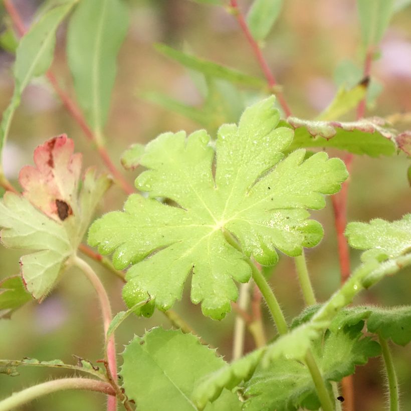 Geranium macrorrhizum Ingwersen's Variety (Foliage)