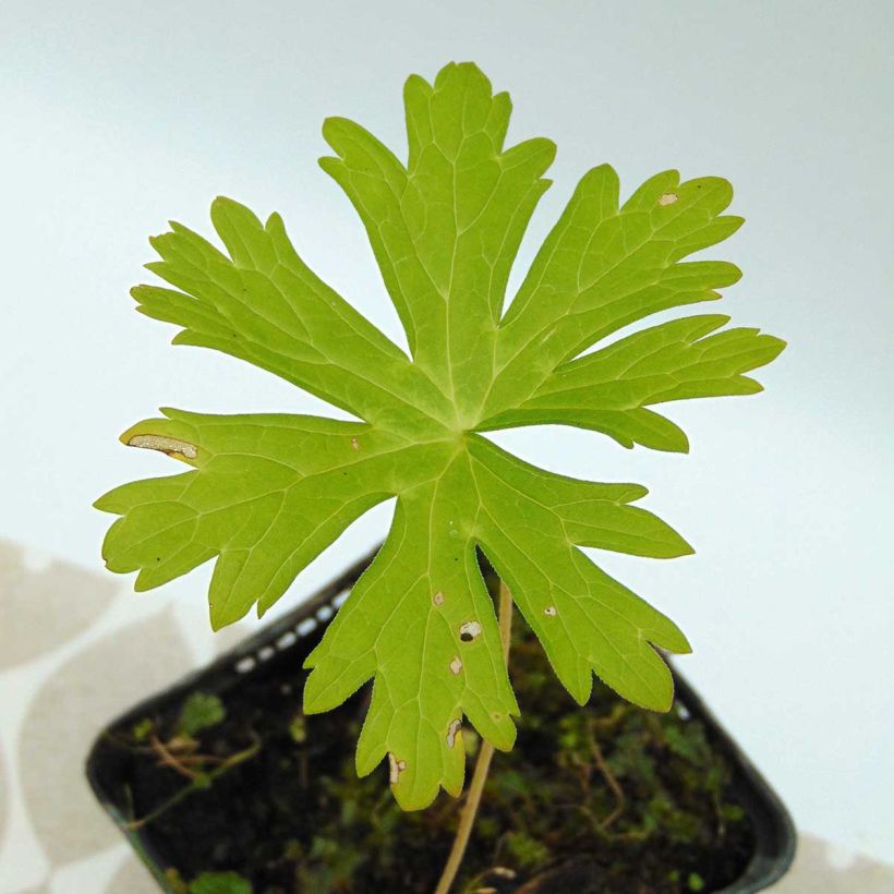 Geranium maculatum (Fogliame)