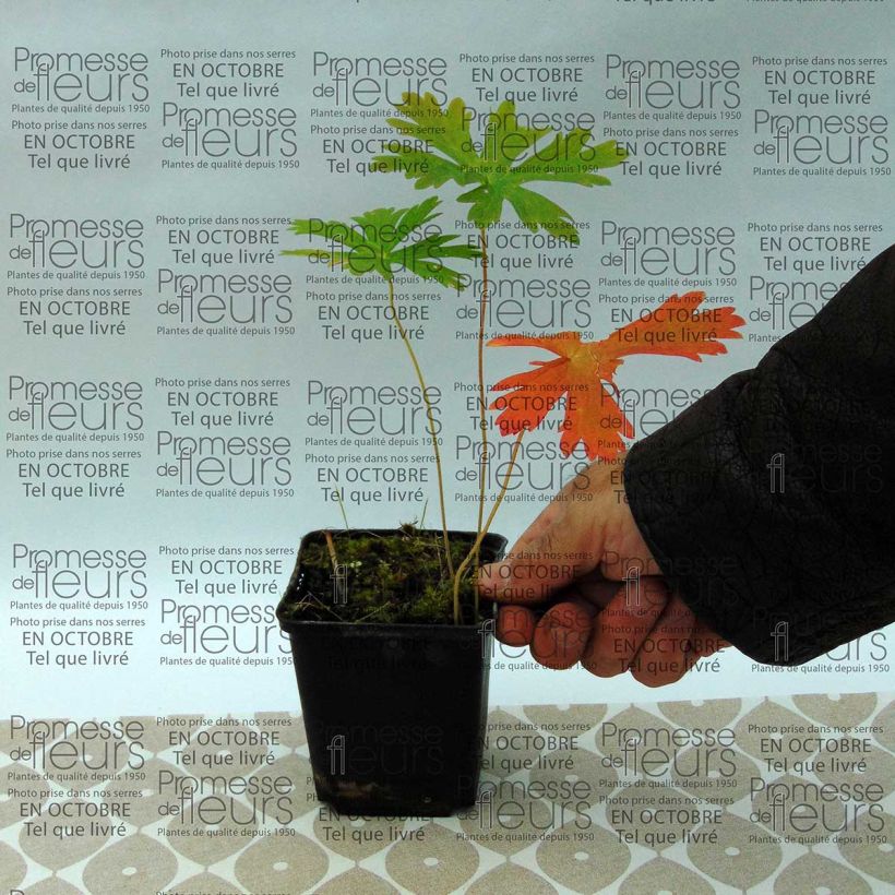 Esempio di esemplare Geranium maculatum Vasetto da 8/9 cm come consegnato